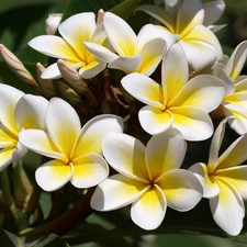 Flowers, Yellow Honda, Plumeria, white