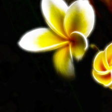 Fractalius, Plumeria