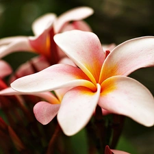 Plumeria, Beauty, Pink