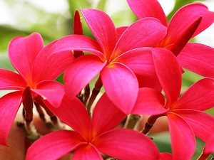 Pink, Plumeria