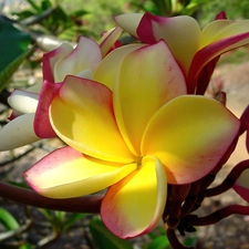 Plumeria