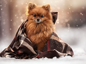 dog, coverlet, snow, point