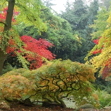 Garden, Przelewice, Poland, japanese