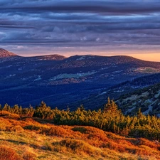 trees, Giant Mountains, Plants, clouds, Mountains, viewes, Poland