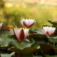 Water lilies, Waterlily, Pond - car, Nenufary