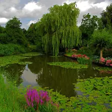 VEGETATION, Park, Pond - car