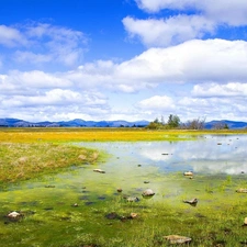 pool, Mountains, Meadow