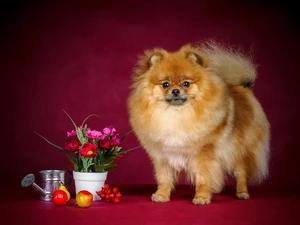 point, pot, watering can, Flowers