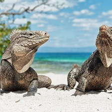 monitor lizards, Two cars, Powerful