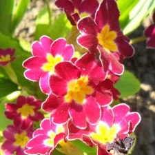 Pink and yellow, primrose