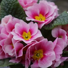 Pink, primrose, primrose, Flowers