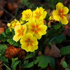 Leaf, Yellow Honda, primrose