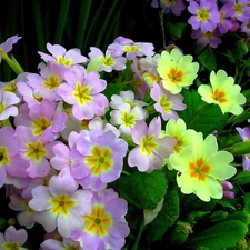 color, primroses