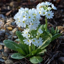 primroses, White, Flowers