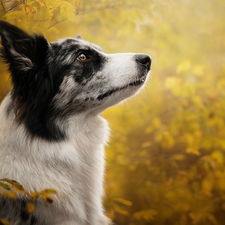profile, Leaf, Border Collie, muzzle, dog