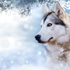 winter, dog, branch, profile, snow, Siberian Husky