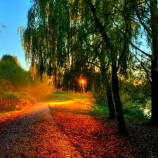 Way, River, Przebijające, ligh, Autumn, Leaf, flash, luminosity, sun