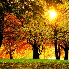 Leaf, Przebijające, luminosity, ligh, flash, viewes, trees, sun