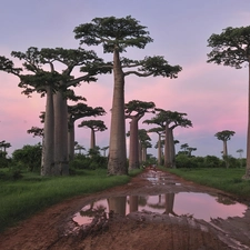 Way, Puddles, viewes, Baobab, trees