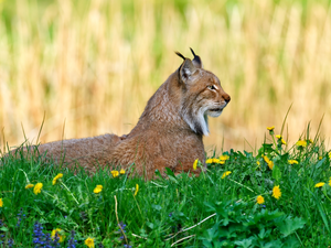 puffball, Lynx, Flowers