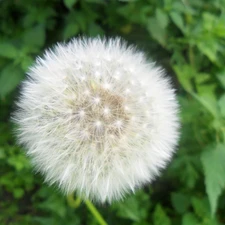 puffball, White, green, Leaf, common, Colourfull Flowers