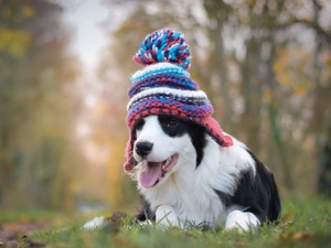 Meadow, Puppy, Bonnet, Border Collie
