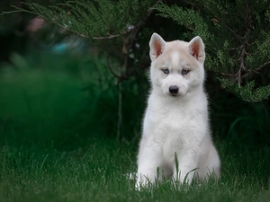 dog, Puppy, Bush, Siberian Husky