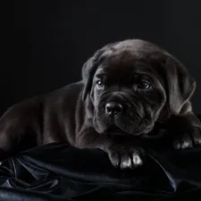 Cane Corso, Black, Puppy