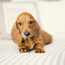 dog, honeyed, Puppy, Dachshund Shorthair