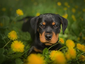 Flowers, Common Dandelion, Puppy, Rottweiler, dog