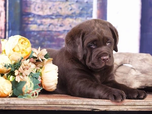 Labrador Retriever, Flowers, Puppy, chocolate, dog