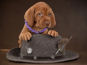 dog, Vizsla, Hat, Puppy