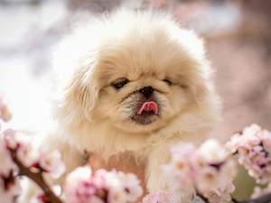 Puppy, dog, pekinese
