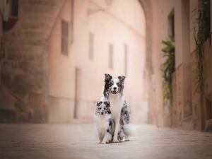 Puppy, Dogs, alley, apartment house, shetland Sheepdog, Border Collie
