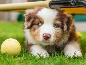 Bench, Australian Shepherd, Ball, grass, Yellow Honda, Puppy
