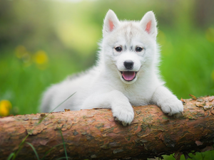 White, Puppy, Siberian Husky, honeyed
