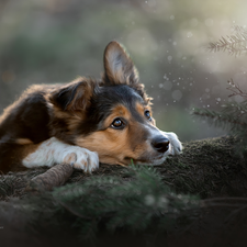 log, dog, Softwood, Puppy, lying, cone, Twigs