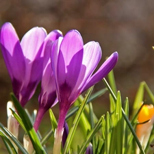 crocuses, purple