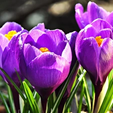 crocuses, purple