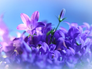 Flowers, Campanula Portenschlagiana, purple