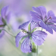 Flowers, Geranium Magnificum, purple