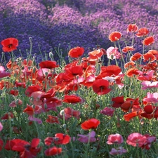 purple, papavers, Mountains