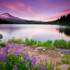 purple, Sky, lake, Flowers, Mountains