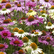 purple, echinacea, White