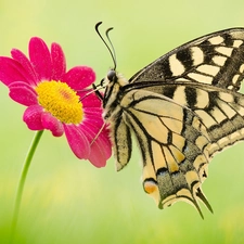 Red, Close, Oct Queen, Flower, butterfly