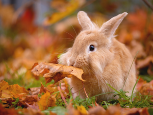 Rabbit, leaf