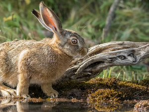 Wild Rabbit, water, Plants, trees