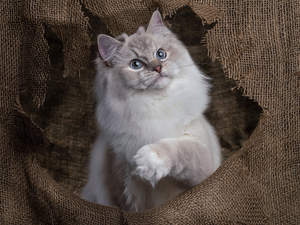 cat, Windswept, stuff, Ragdoll