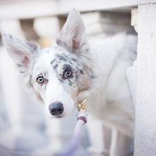 dog, muzzle, railing, Border Collie