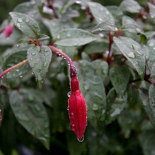 rain, fuchsia, drops